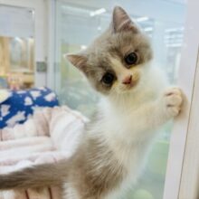 珍しい色合いにまん丸癒し顔♡ブリティッシュショートヘアくん！