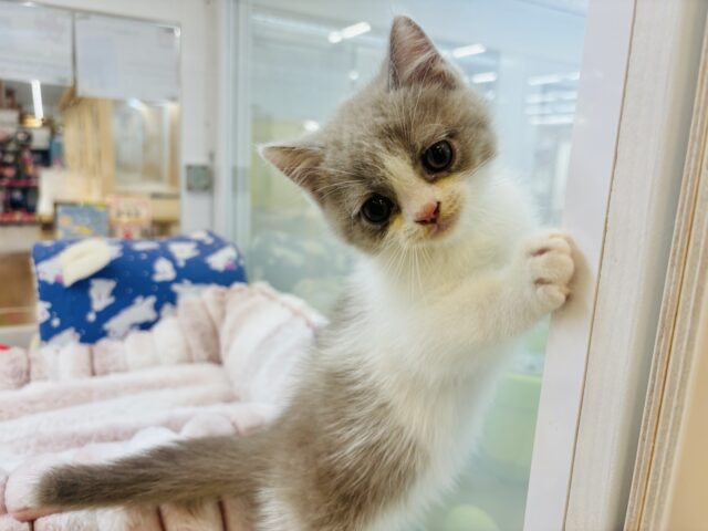 珍しい色合いにまん丸癒し顔♡ブリティッシュショートヘアくん！