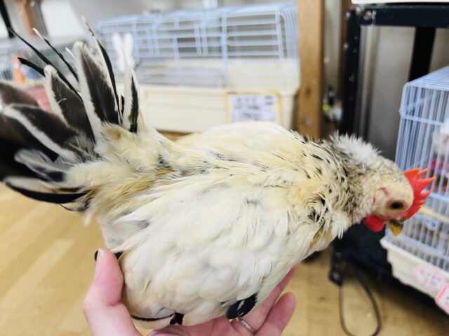 セラマ