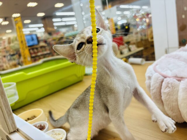 シンガプーラ