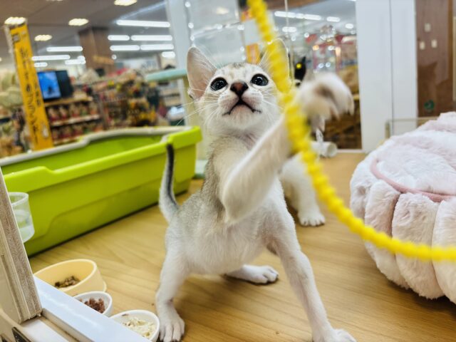 シンガプーラ