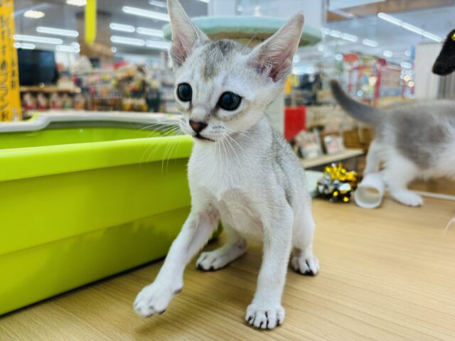シンガプーラ