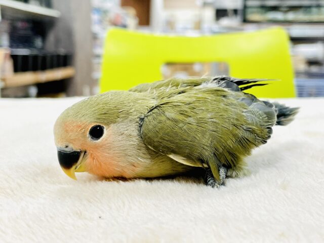 コザクラインコ（小桜インコ）