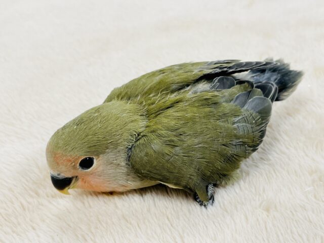 コザクラインコ（小桜インコ）