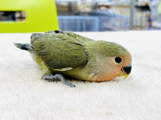 コザクラインコ（小桜インコ）