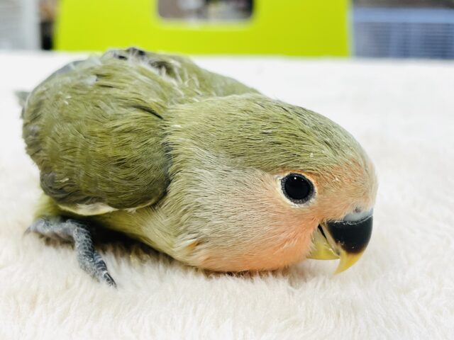 コザクラインコ（小桜インコ）