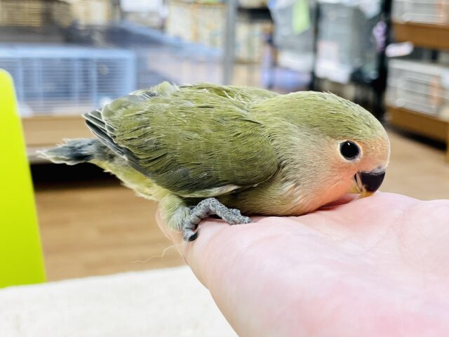 コザクラインコ（小桜インコ）