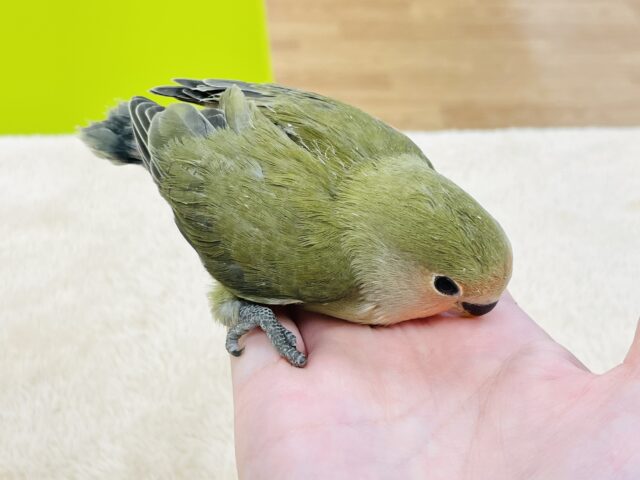 コザクラインコ（小桜インコ）