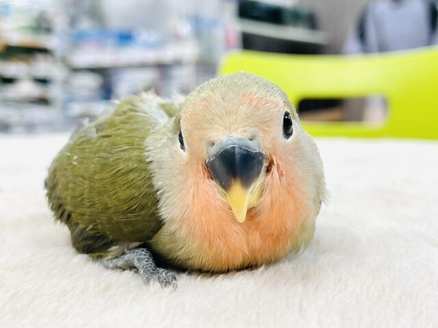 コザクラインコ（小桜インコ）