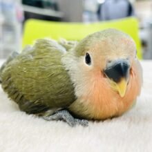 【最新画像】お上品なグリーンカラー💚コザクラインコ（オリーブ）ヒナ