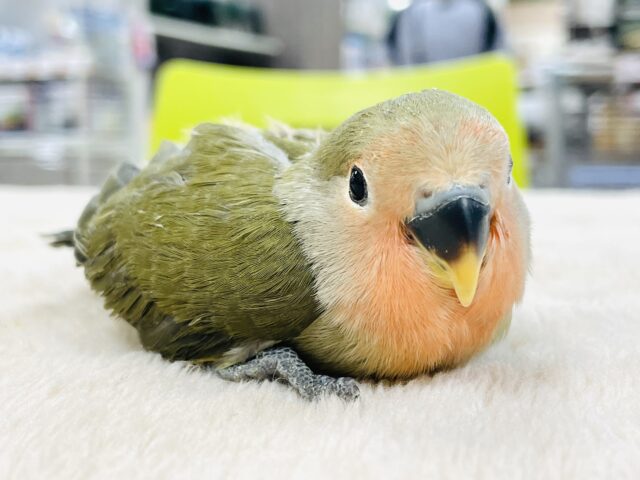【最新画像】お上品なグリーンカラー💚コザクラインコ（オリーブ）ヒナ