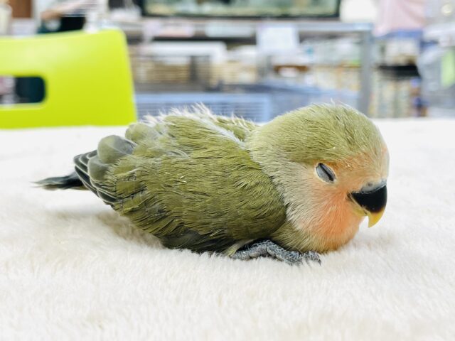 コザクラインコ（小桜インコ）
