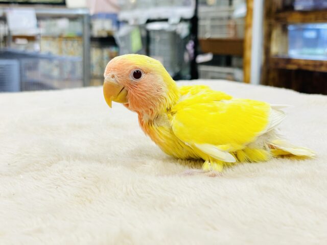 コザクラインコ（小桜インコ）