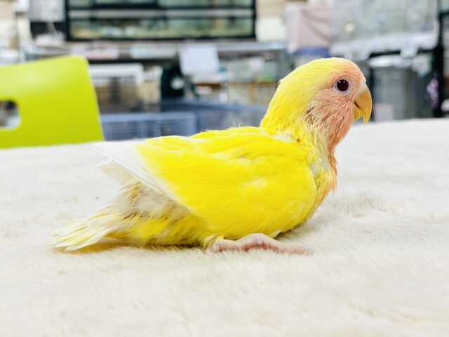 コザクラインコ（小桜インコ）