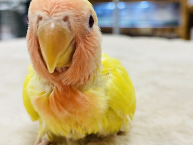 コザクラインコ（小桜インコ）