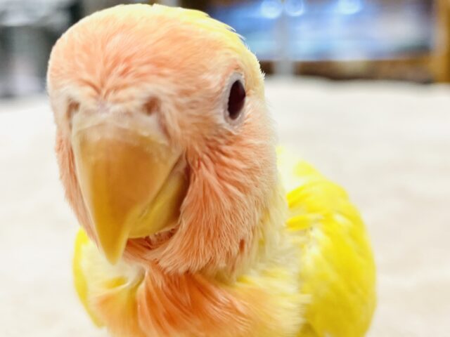 コザクラインコ（小桜インコ）