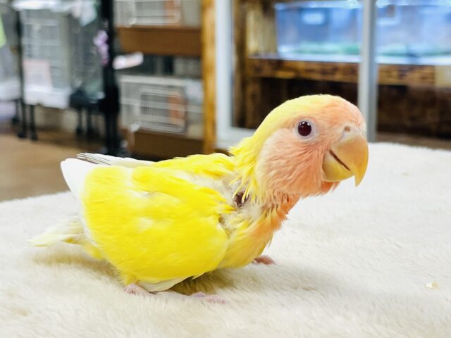 コザクラインコ（小桜インコ）
