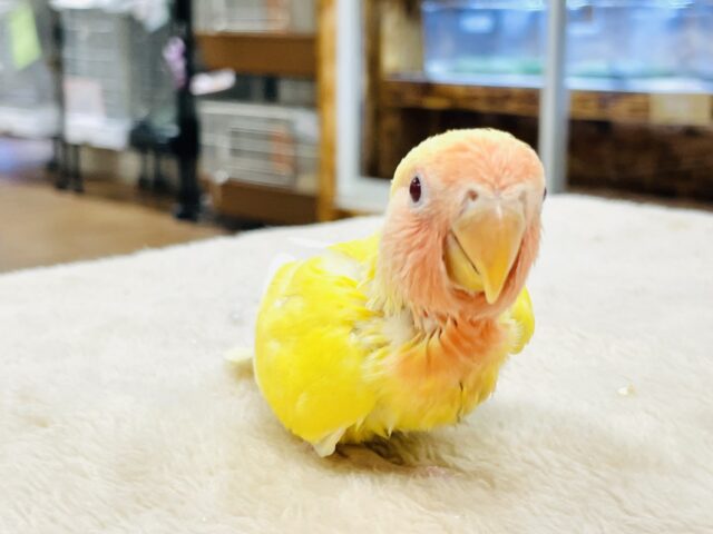 コザクラインコ（小桜インコ）