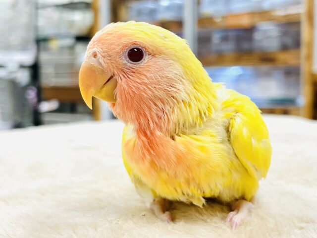【最新画像】ジューシーなフルーツみたい💛❤️コザクラインコ（ルチノー）ヒナ