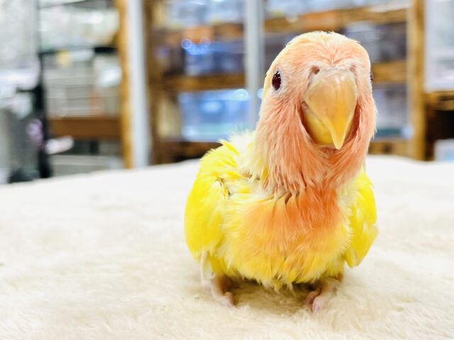 コザクラインコ（小桜インコ）