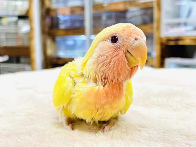 コザクラインコ（小桜インコ）