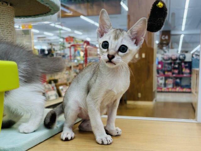 シンガプーラ