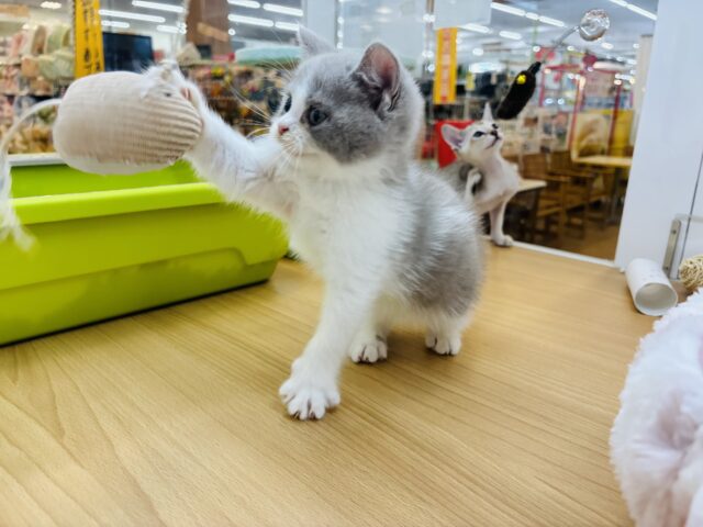 ブリティッシュショートヘア
