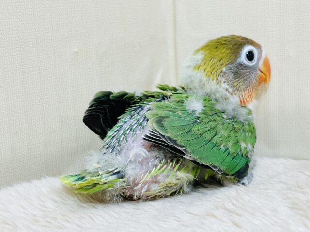 キエリボタンインコ