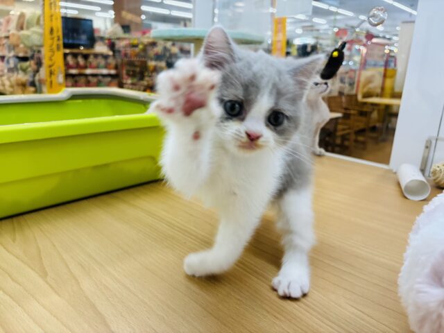 ブリティッシュショートヘア