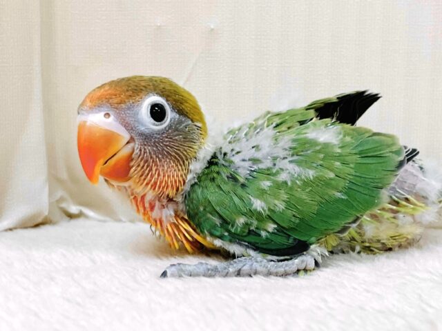 キエリボタンインコ