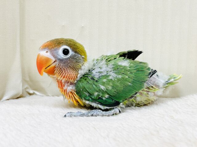 キエリボタンインコ