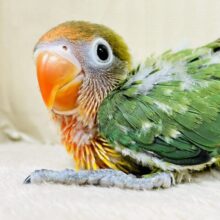 やってきました🎉･:*:･｡キエリボタンインコちゃん（ヒナ）