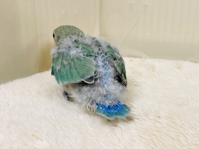 コザクラインコ（小桜インコ）