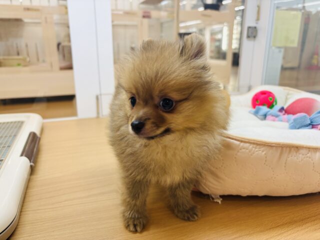ポメラニアン