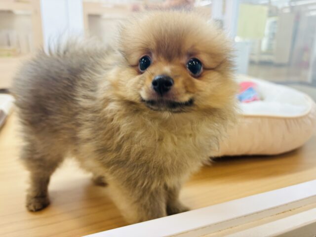 ポメラニアン