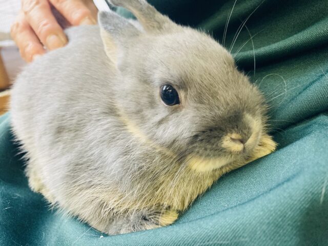 ドワーフラビット