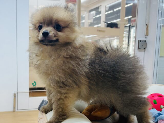 ポメラニアン