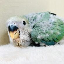 よちよち歩きで元気にあそぶよ💚💙コザクラインコ（ブルーチェリー）ヒナ