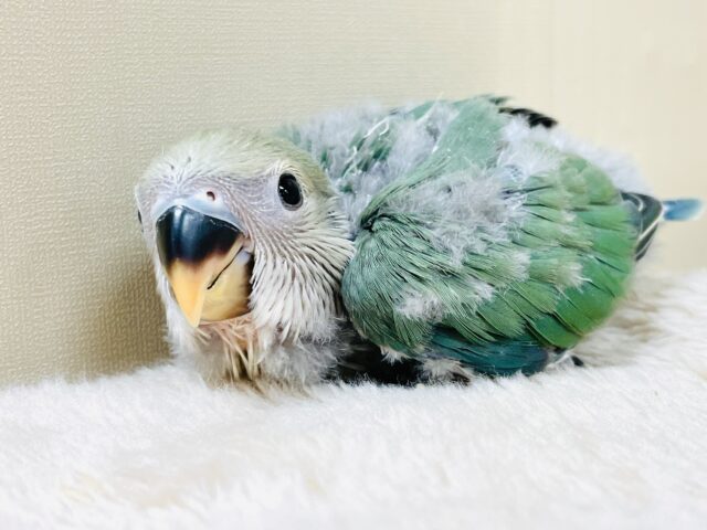 よちよち歩きで元気にあそぶよ💚💙コザクラインコ（ブルーチェリー）ヒナ