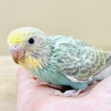 お背中の模様みてみて～！セキセイインコ（パステルカラーレインボー）ヒナ
