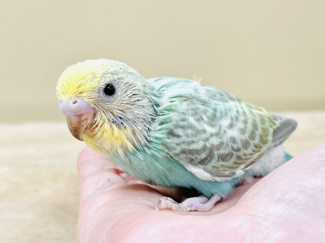お背中の模様みてみて～！セキセイインコ（パステルカラーレインボー）ヒナ