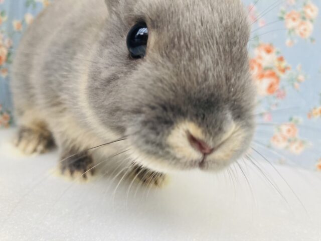 おしりにボンボン❤︎☁︎かわいいネザーランドドワーフちゃん(ブル–)女のコ❤︎♀