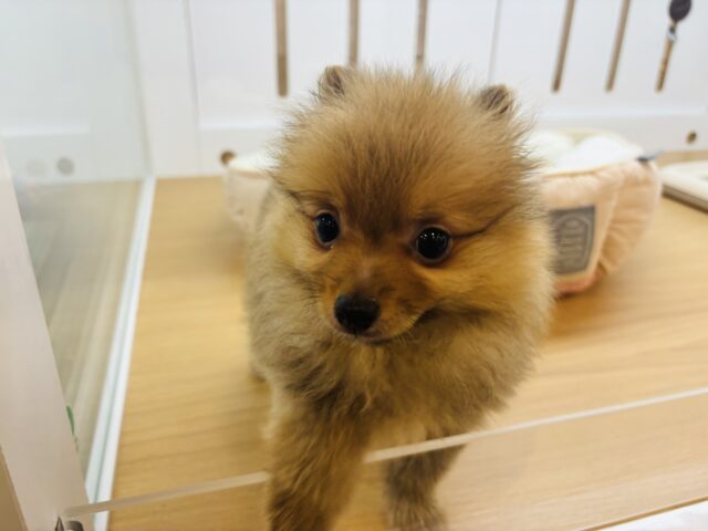 ポメラニアン