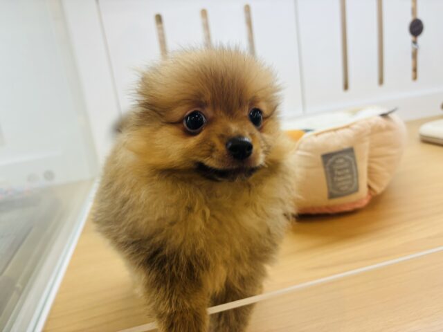 ポメラニアン