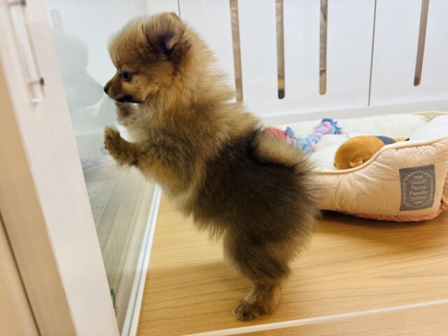 ポメラニアン