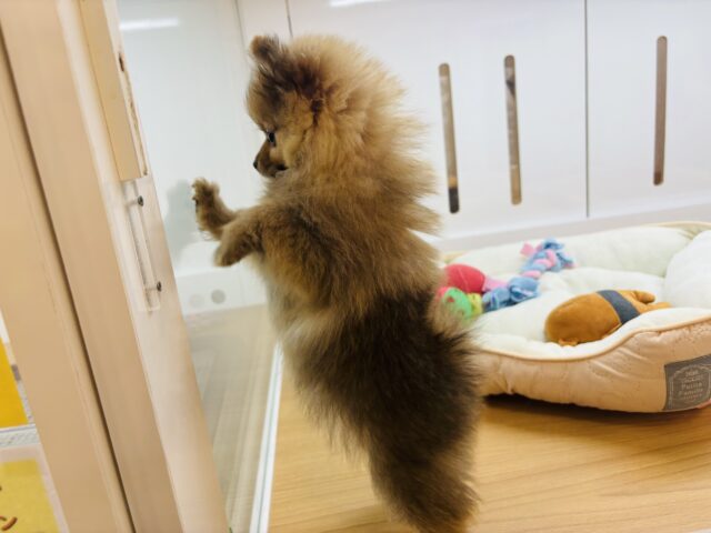ポメラニアン