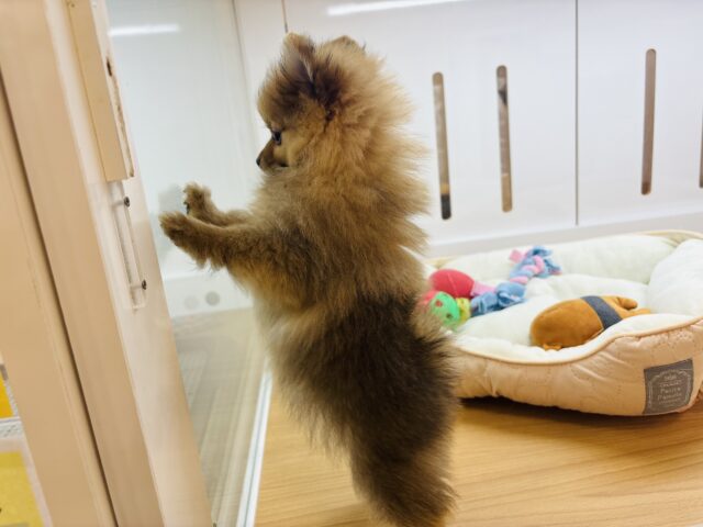 ポメラニアン