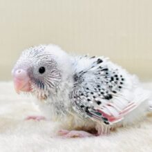 綿毛の妖精さんかな？🧚‍♀️💫セキセイインコ（パイド）ヒナ