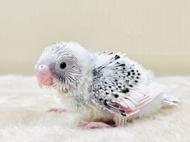 綿毛の妖精さんかな？🧚‍♀️💫セキセイインコ（パイド）ヒナ