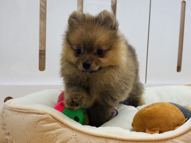 ポメラニアン